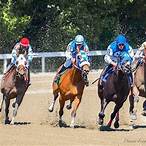 can you bet horses online